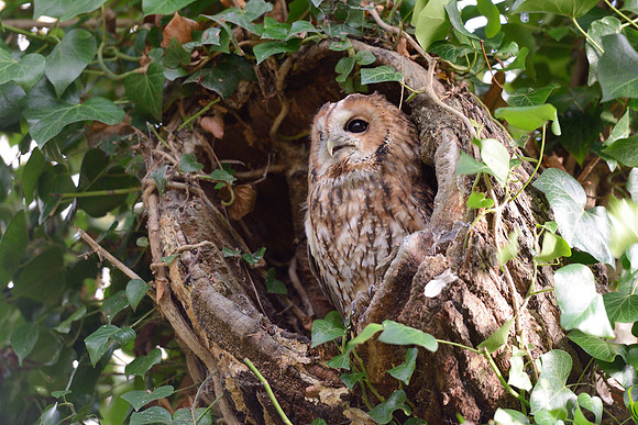 Tawny Owl