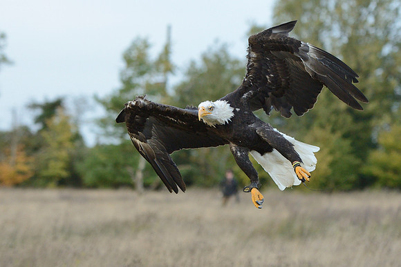 Bald Eagle