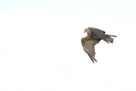 Black and Red Kites