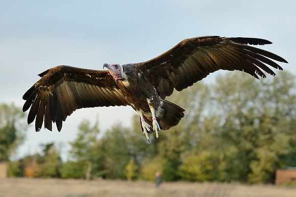 Hooded Vulture