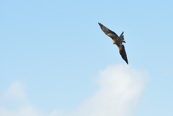 Black and Red Kites