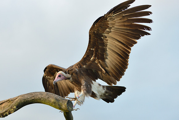 Hooded Vulture