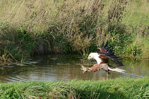 African Fish Eagle