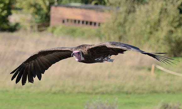 Hooded Vulture