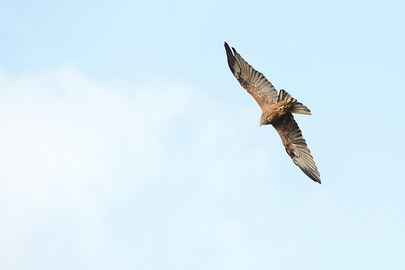 Black and Red Kites