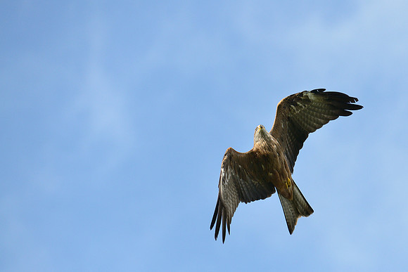 Black and Red Kites