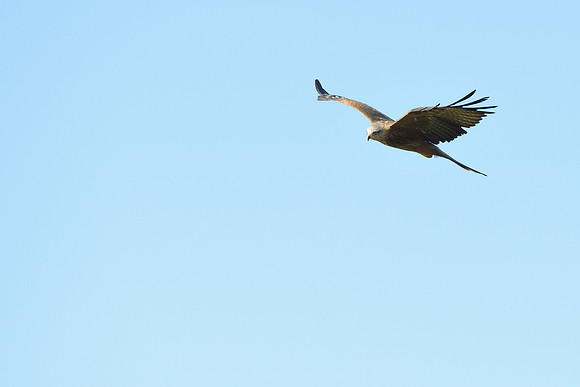 Black and Red Kites