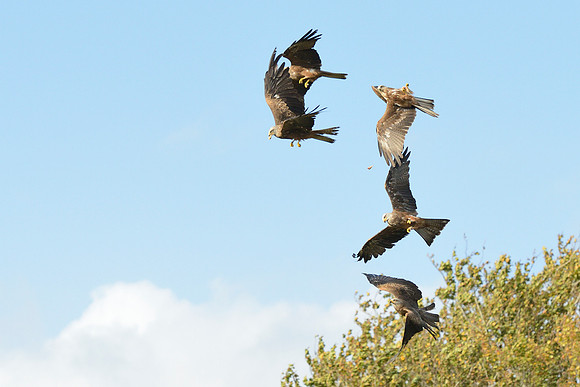 Black and Red Kites