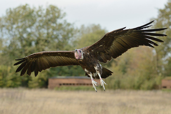 Hooded Vulture