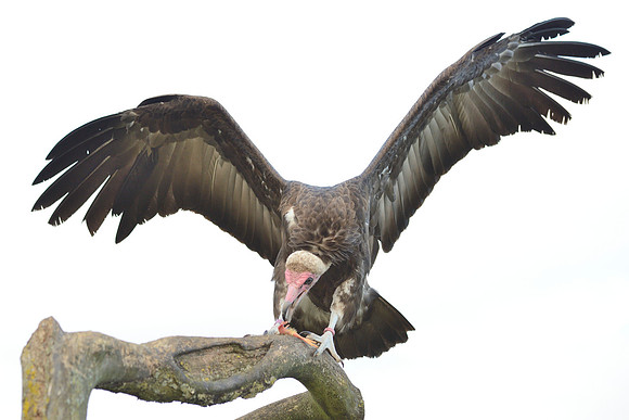 Hooded Vulture