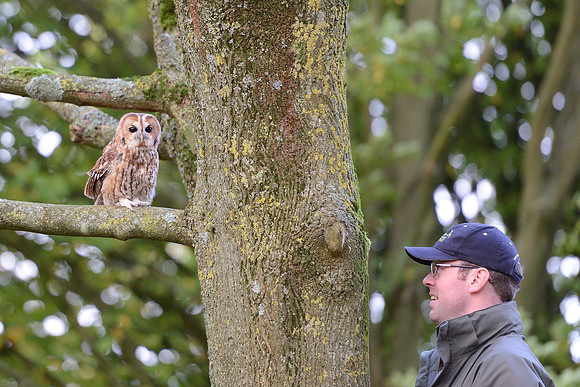 Tawny Owl