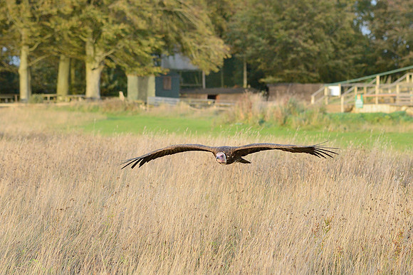 Hooded Vulture