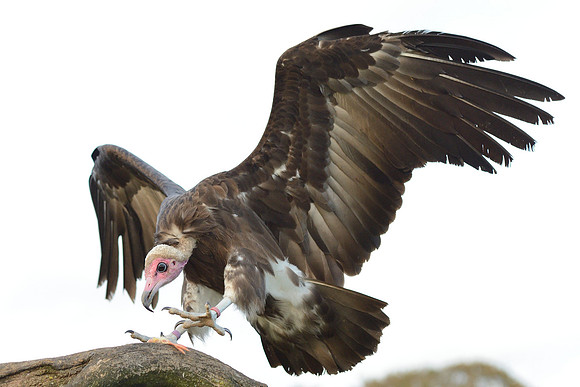 Hooded Vulture