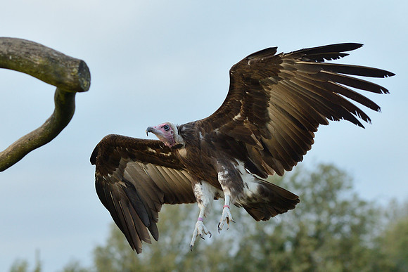 Hooded Vulture