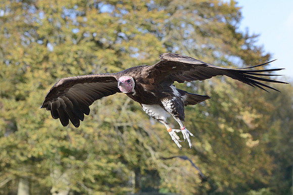 Hooded Vulture