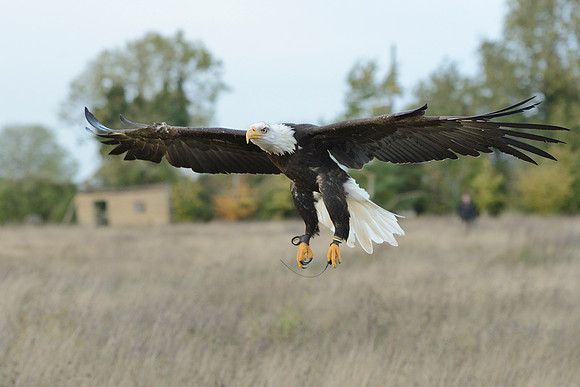 Bald Eagle
