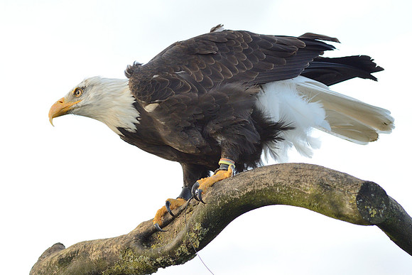 Bald Eagle