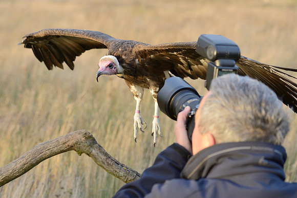 Hooded Vulture
