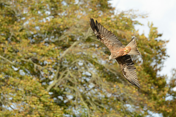 Black and Red Kites