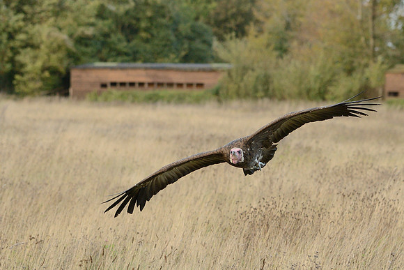 Hooded Vulture
