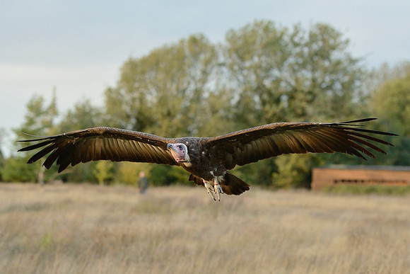 Hooded Vulture