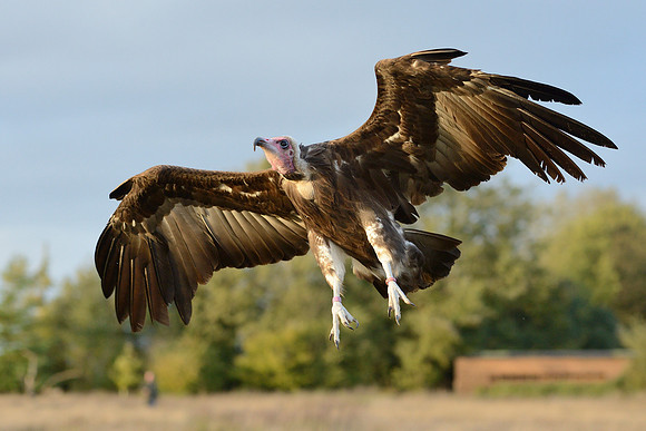Hooded Vulture