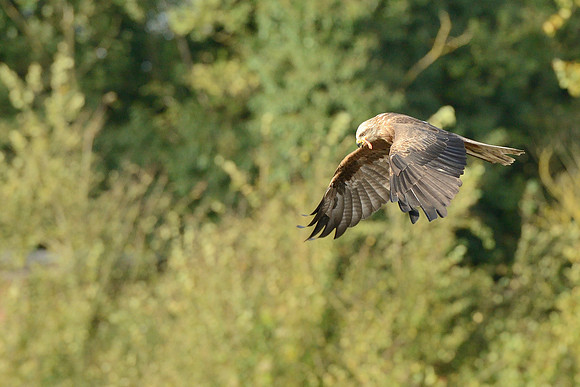 Black and Red Kites