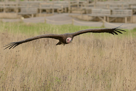 Hooded Vulture