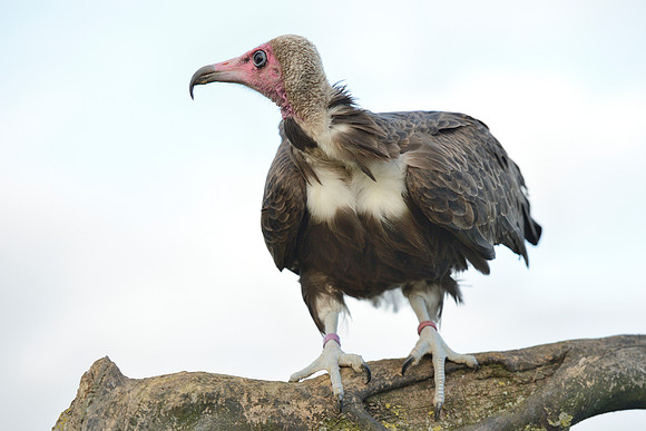 Hooded Vulture