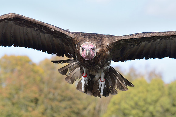 Hooded Vulture