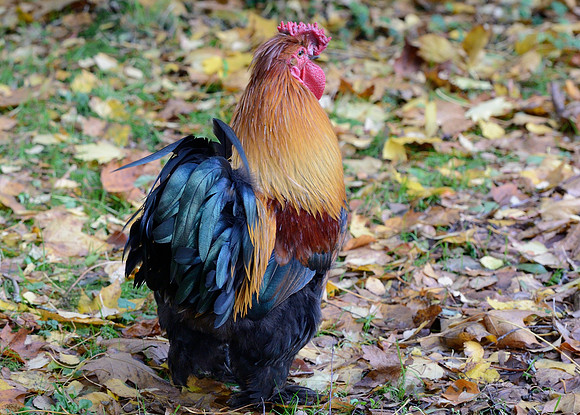 Bantam Rooster
