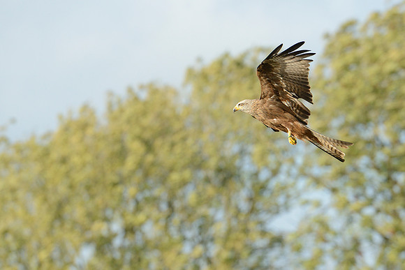 Black and Red Kites