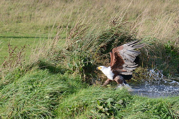 African Fish Eagle
