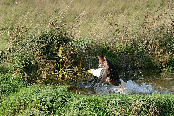African Fish Eagle
