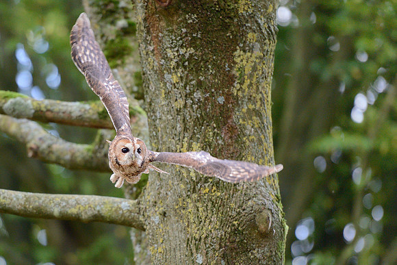 Tawny Owl