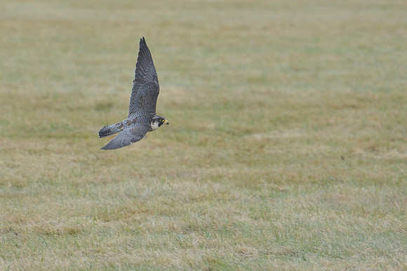 Peregrine Falcon