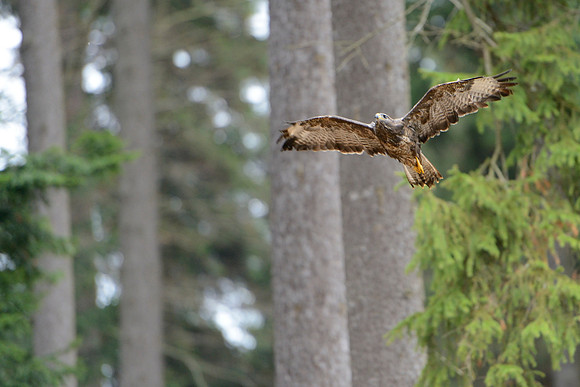 Common Buzzard