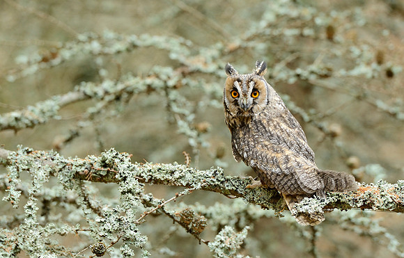 Long eared owl