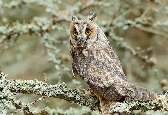 Long eared owl