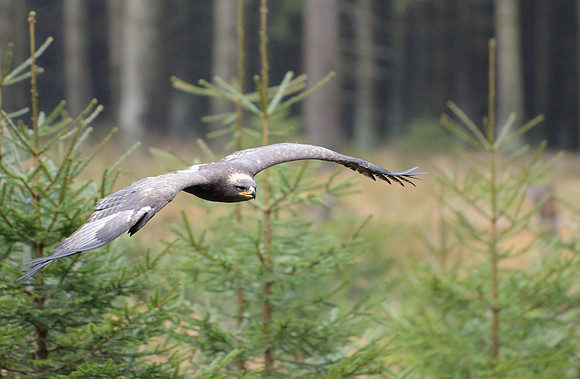 Steppe Eagle