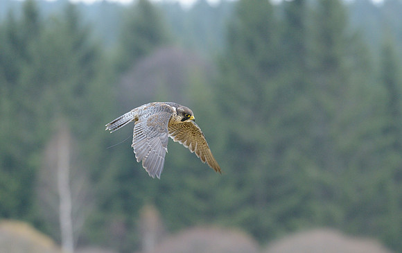 Peregrine Falcon