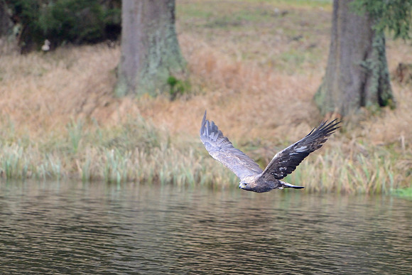 Golden eagle