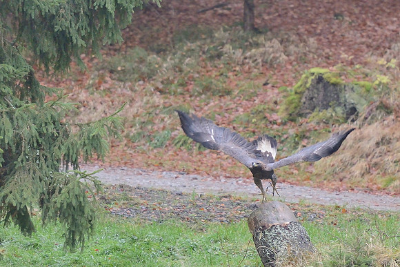 Golden eagle