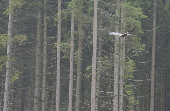 Steppe Eagle