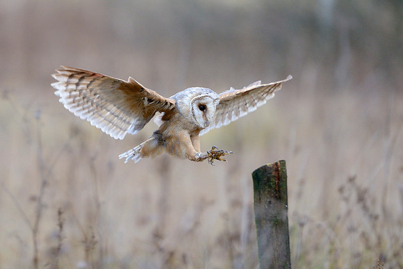 Barn owl