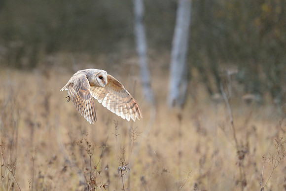 Barn owl