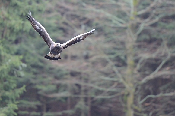 Golden eagle