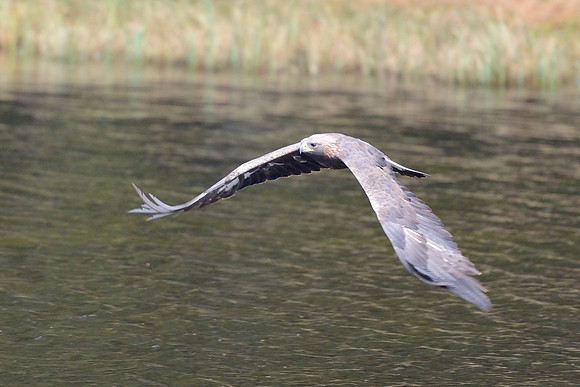 Golden eagle