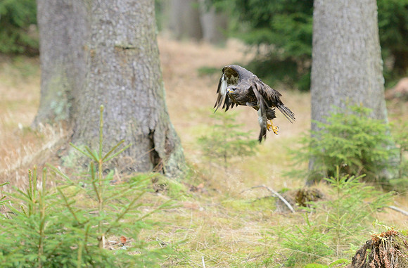 Common Buzzard