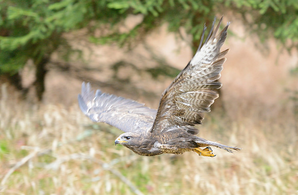 Common Buzzard